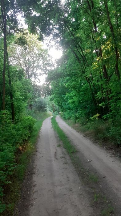 Sprzedam działki Mieściska, gmina Duszniki