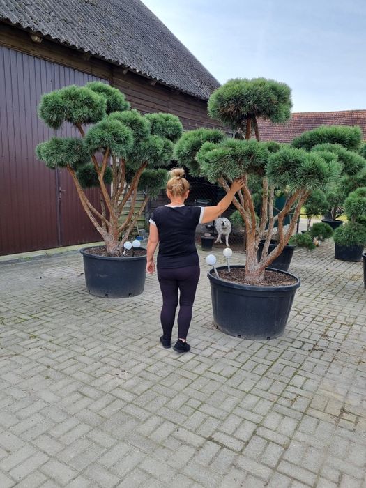 Bonsai ogrodowe. Szkółka Krupocin.