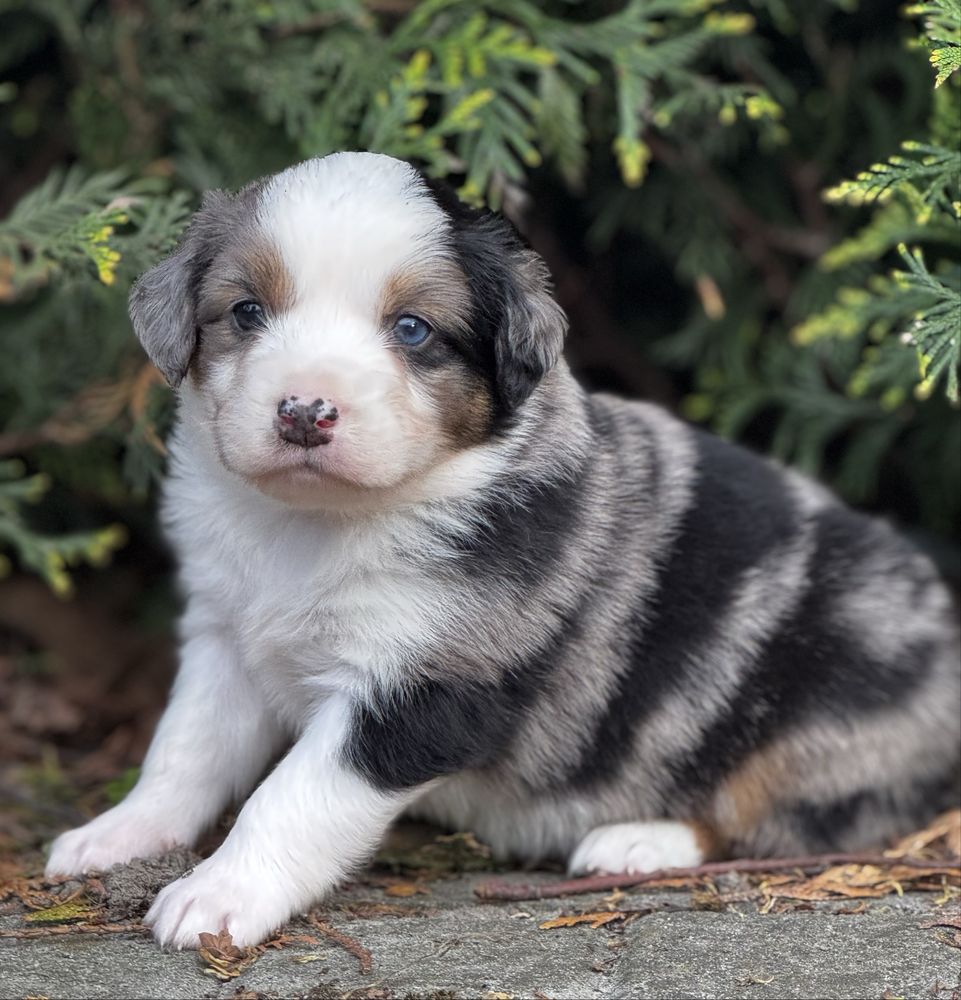 Amerykański owczarek miniaturowy- MAS - Mini Aussie- piesek FCI