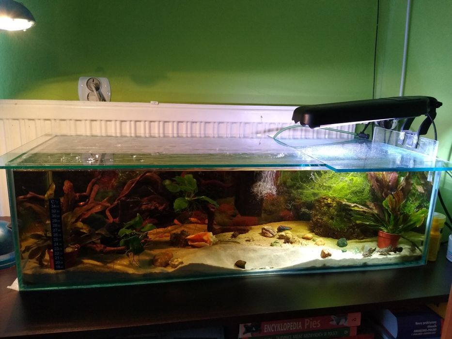 Akwarium z wyposażeniem z krewetkami i rybkami