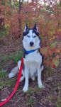 Sunia Syberia husky do krycia