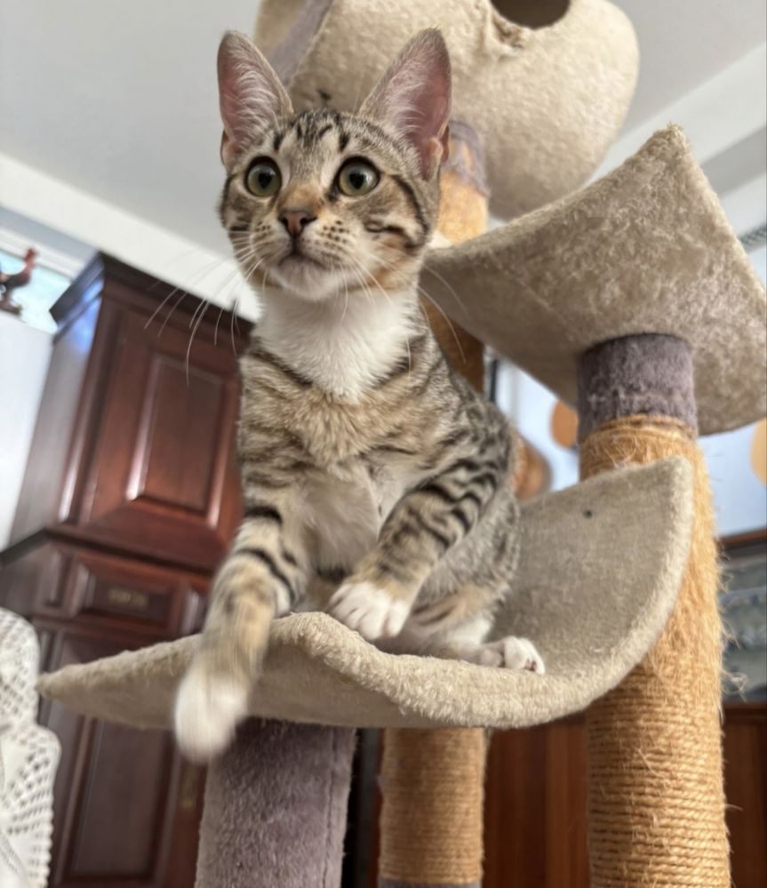 Gatinha 4 meses para adoção responsável