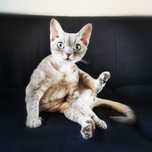 Devon Rex devoński MINI Blue FPL CCF zielonooka