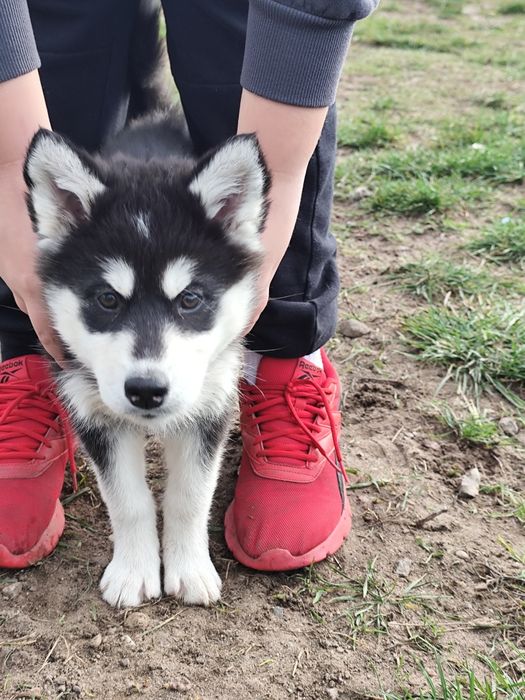 Śliczna suczka Syberian Husky