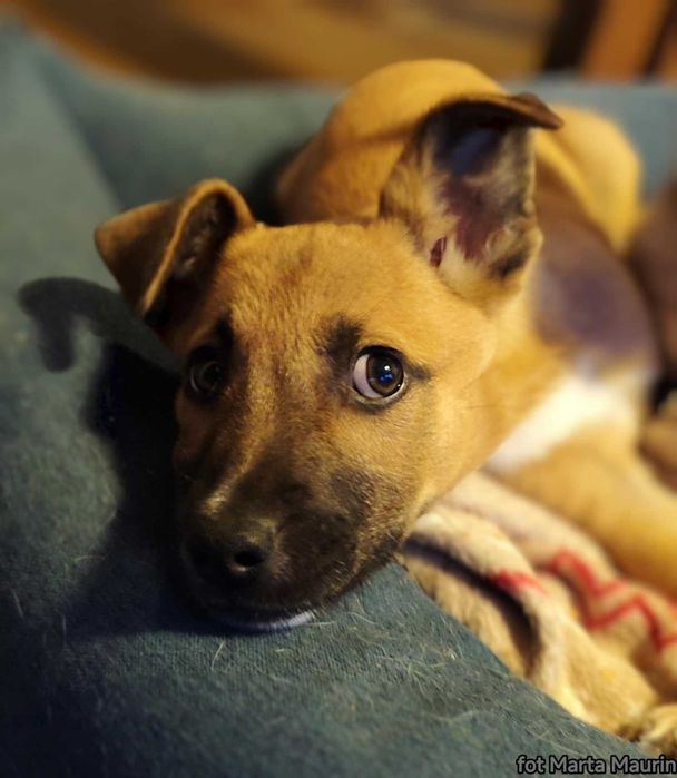 3 miesięczny szczeniak do adopcji