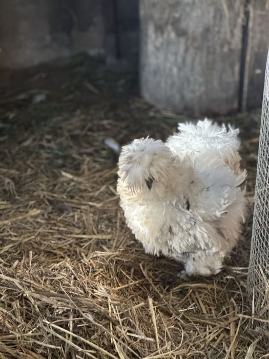 Jajka legowe od silke lokowanych i jedwabistych