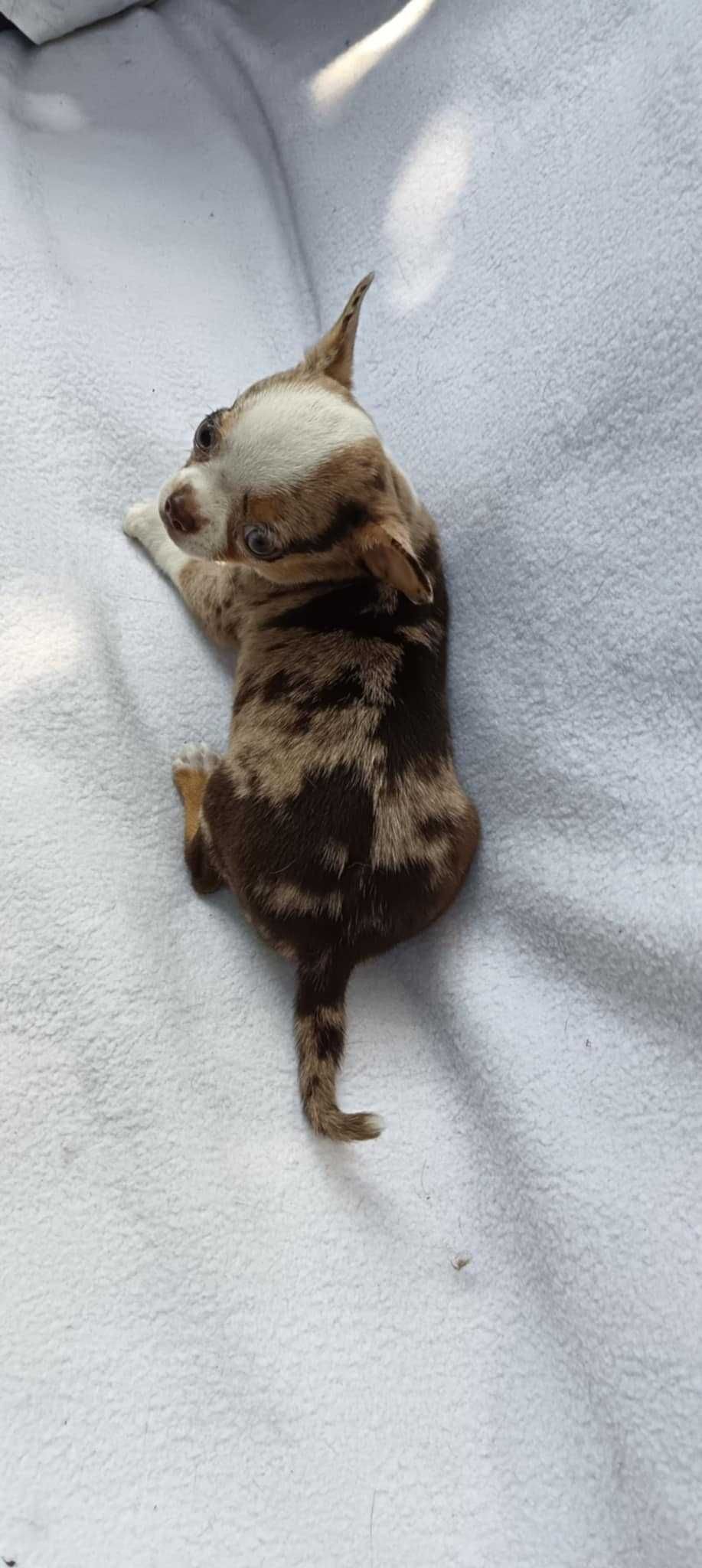 Chihuahua merle piesek z rodowodem