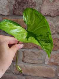 Syngonium Green Beauty