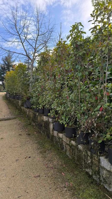 Photinia Red Robin com 1.50m até 2.25m