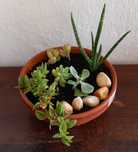 Mini jardim de suculentas 8€