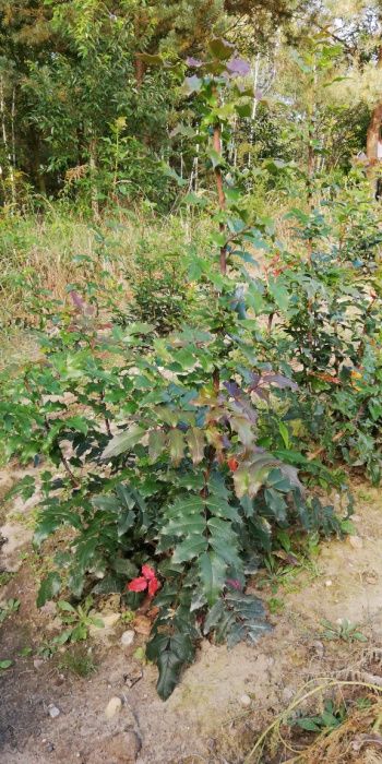 Gałązki Mahoni MAHONIA