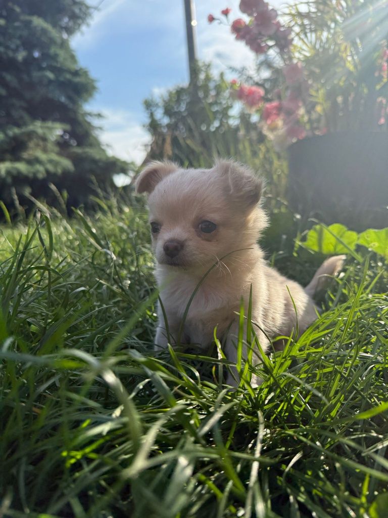 Sprzedam chihuahuałe