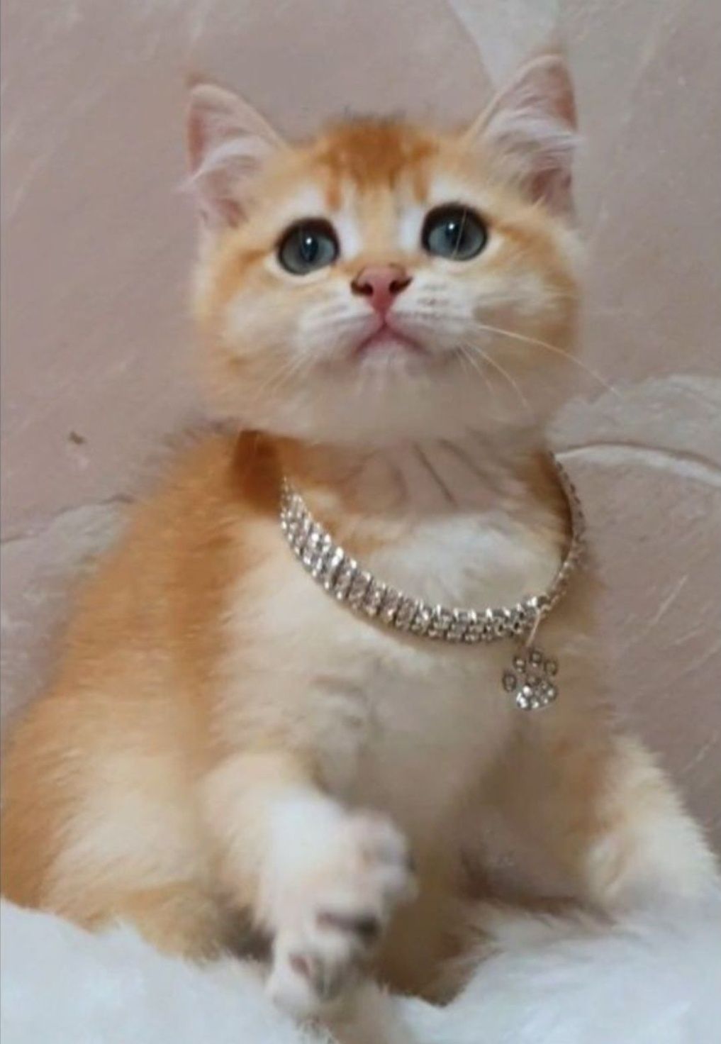 Золотий британец шиншила