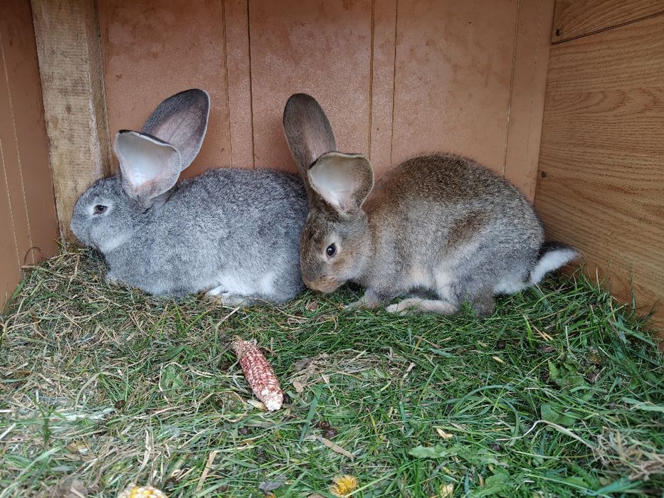 Króliki Belgi Olbrzymy