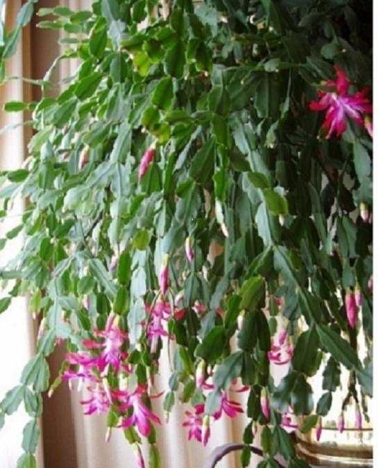 szlumbergera Schlumbergera x buckleyi zygokaktus grudnik szczepki sadz