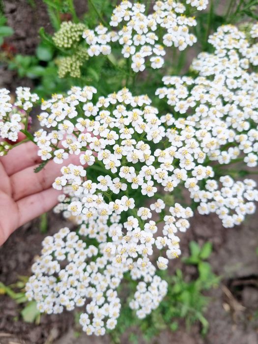 Набор тысячелистников саженцев