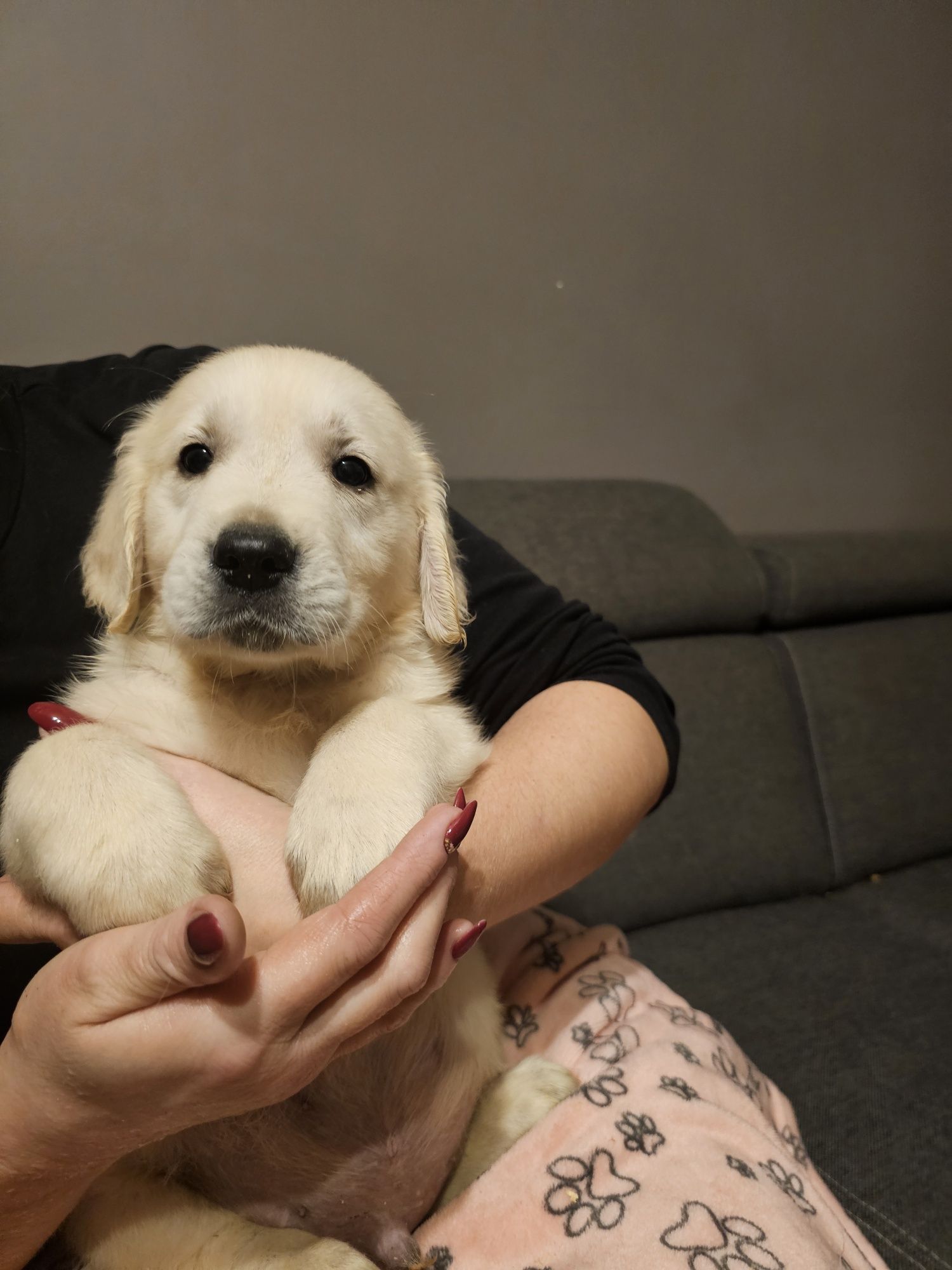 Golden retriever szczeniak