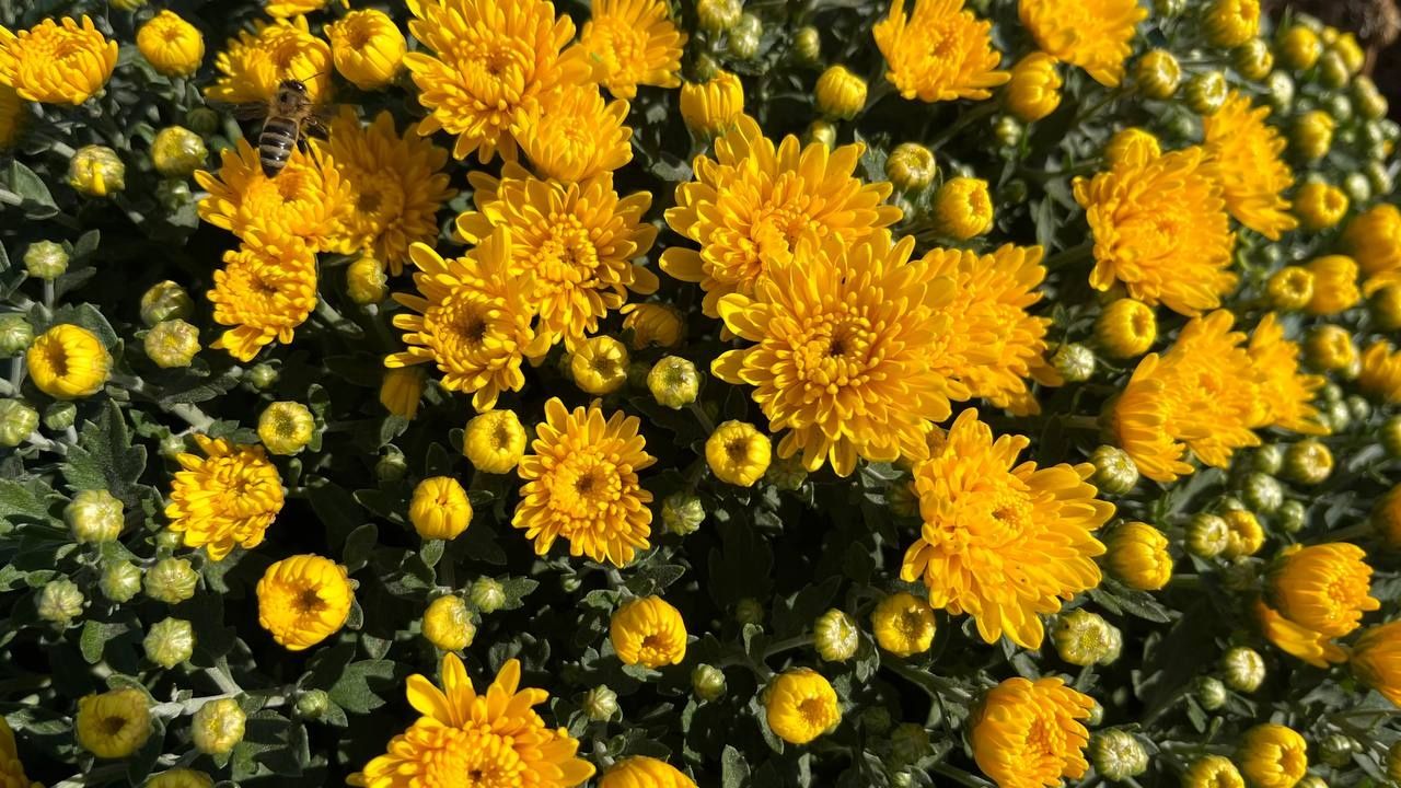 Хризантема мультифлора 10 різних кольорів великі кульки