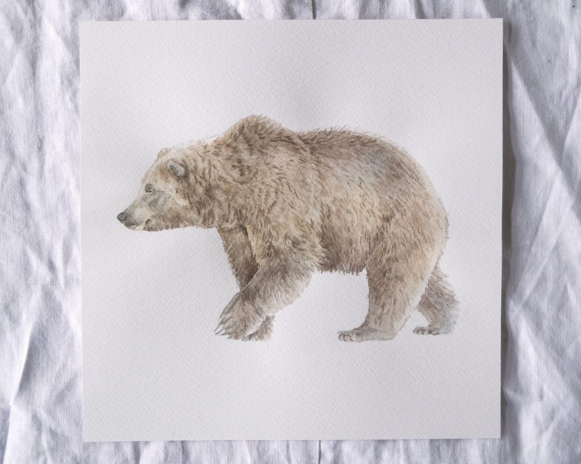 Ilustracja, akwarela niedźwiedź