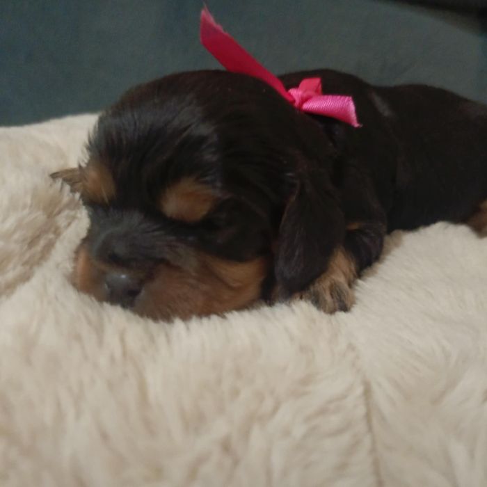 Zapowiedź maluszków Cavalier King Charles spaniel Zapraszam
