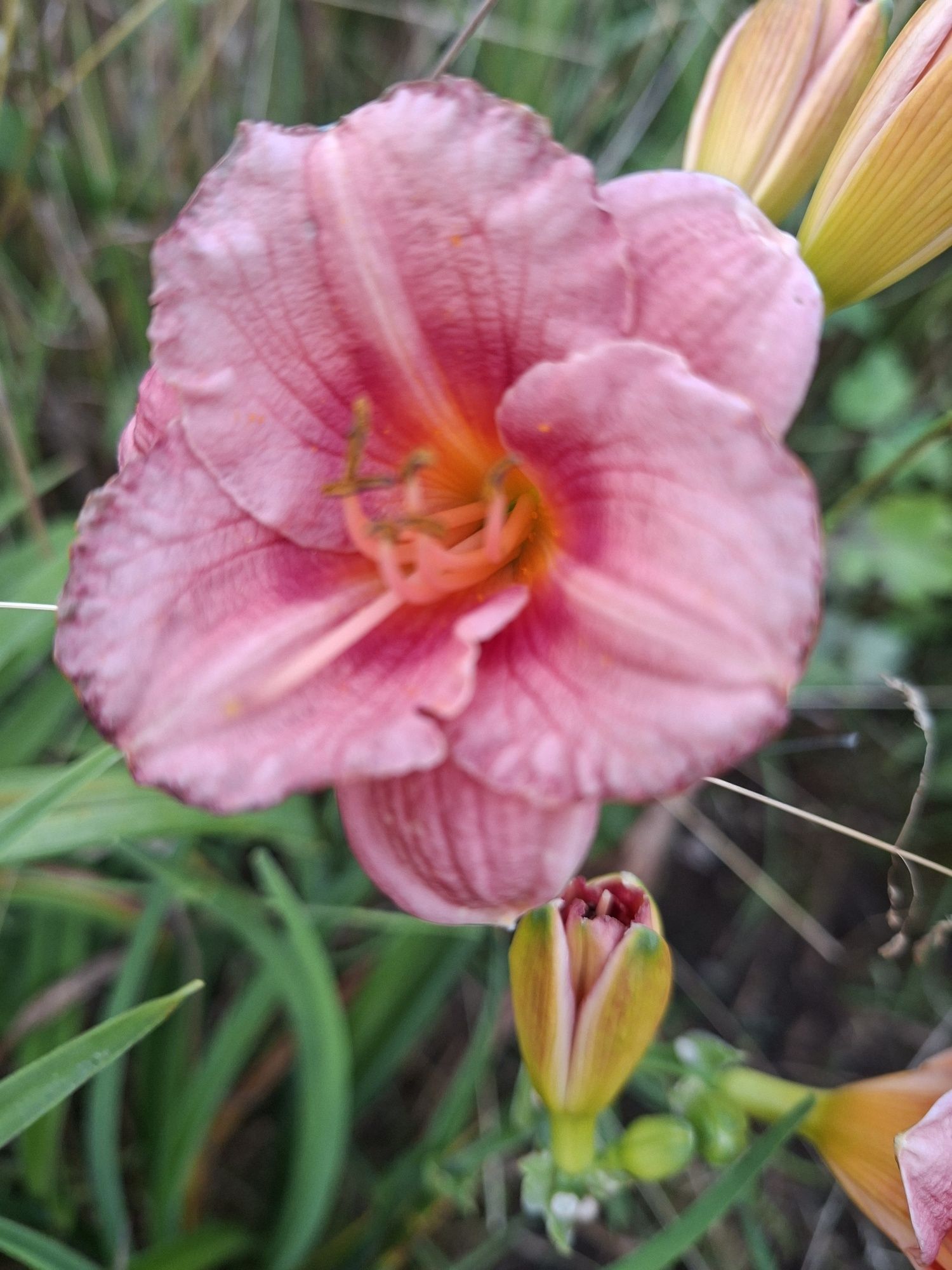 Liliowiec sadzonka