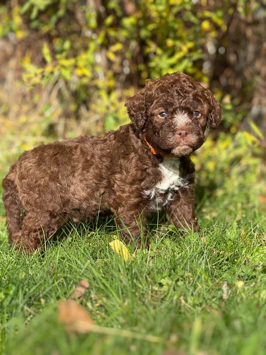 Lagotto romagnolo ZKwP/FCI - piękny czekoladowy pies