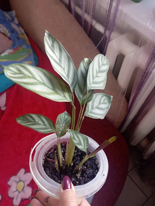 Калатея в горщику