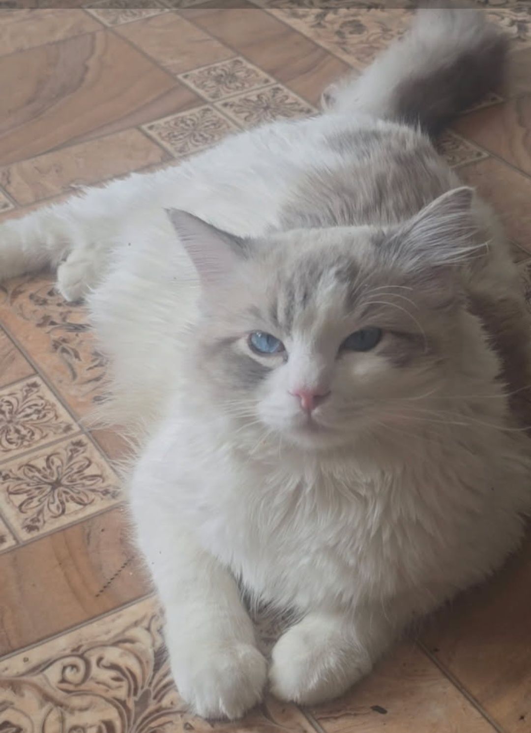 Ragdoll skaczyl 1 rok
