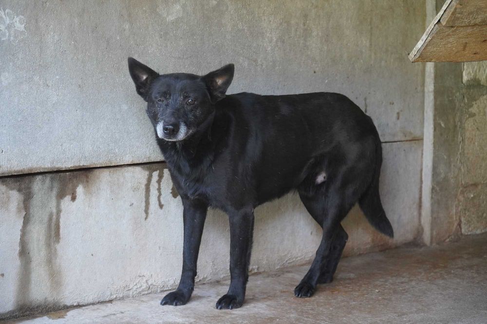 Kruk - staruszek szuka domu