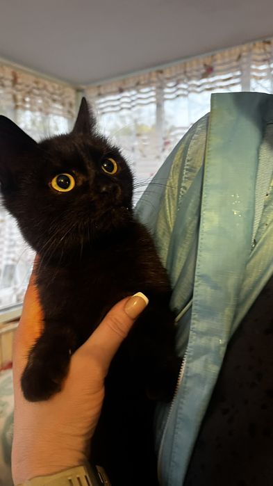 Шикарные котята бесплатно!