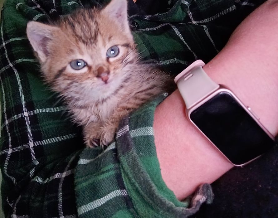 Halo halo szukamy Domku