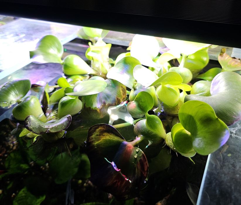 Ейхорнія (Гіацинт водяний)