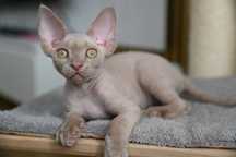 Kocurek Devon rex Boni