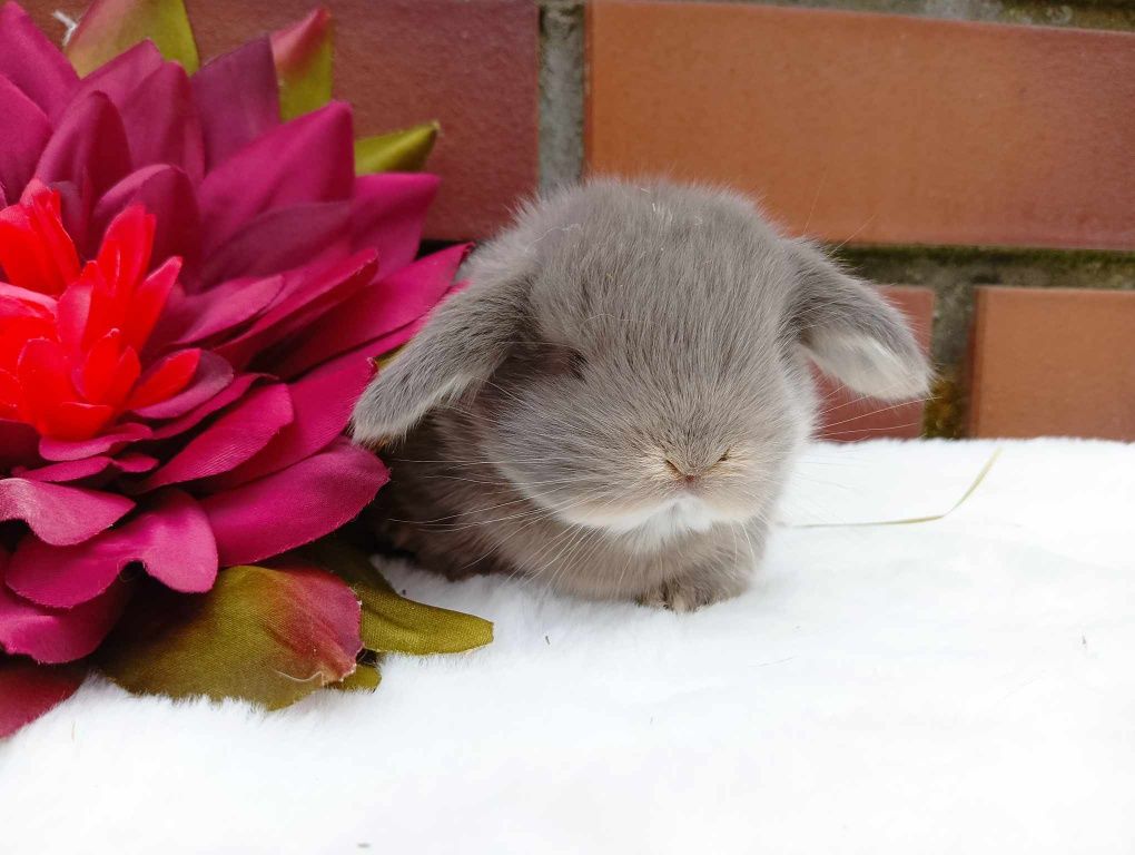 Mini lop, królik miaturka, króliczek baranek, karzełek, havana