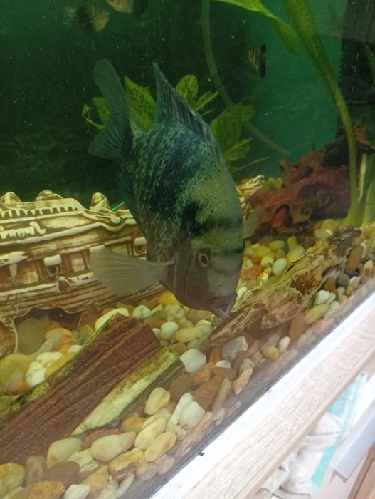 Sprzedam pielęgnice oscura heterospila