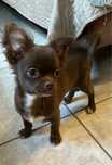 Chihuahua piesek FCI