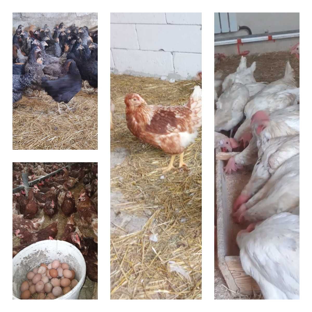 Продам кури несушки! Доставка безкоштовна. Згурівка!