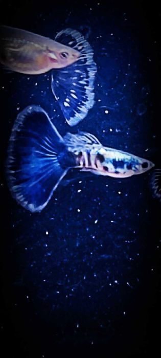 Gupik gupiki Galaxy blue tail