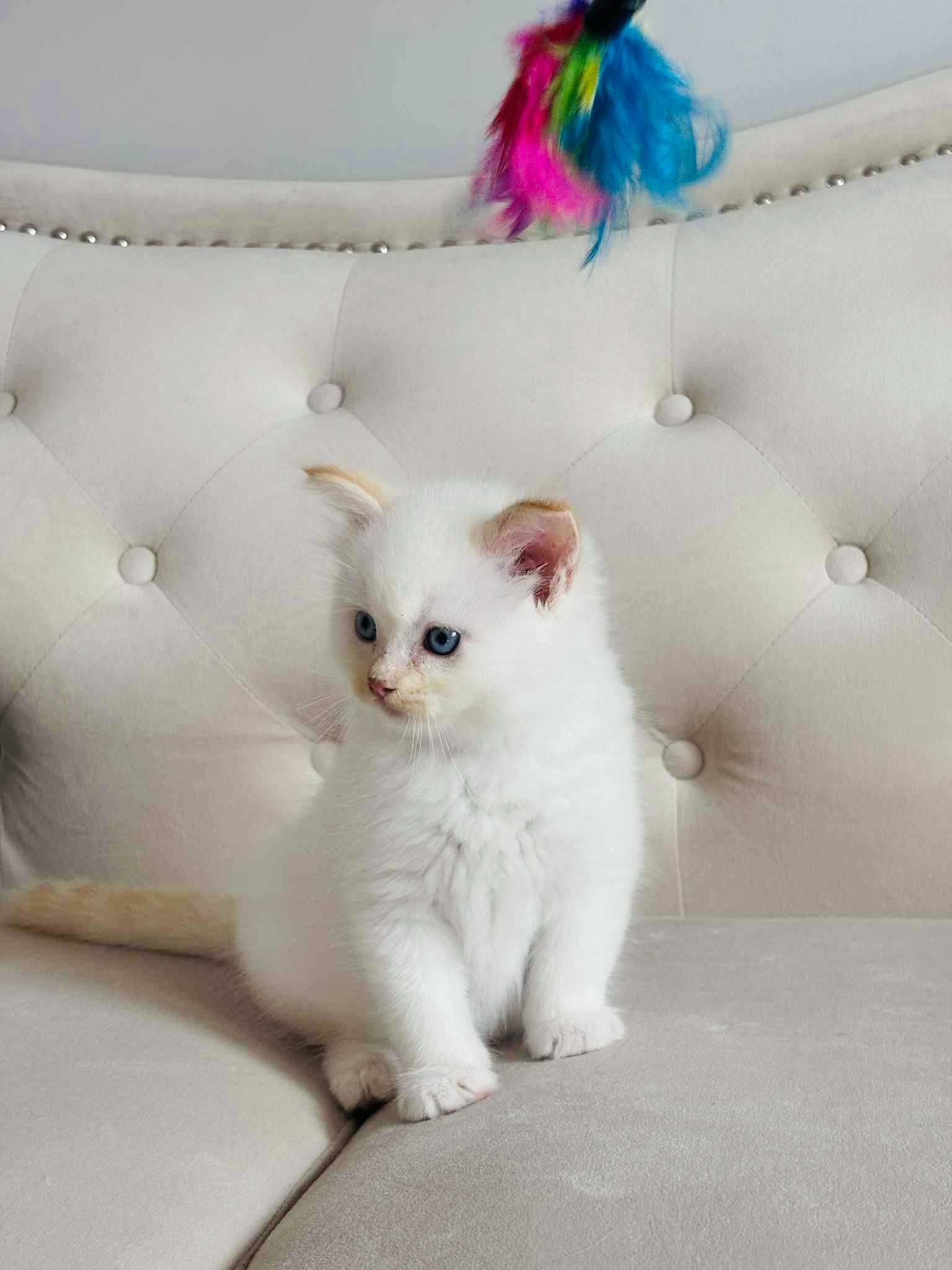 Ragdoll kocurek kolor RAG g niesamowity  kolor !!! Lagooneyes.Fife/FPL