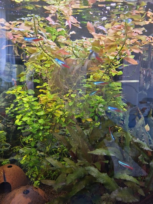 Sprzedam/Zamienię szczepki rośliny do akwarium