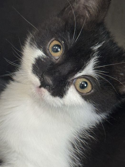 Кошення шукає родину