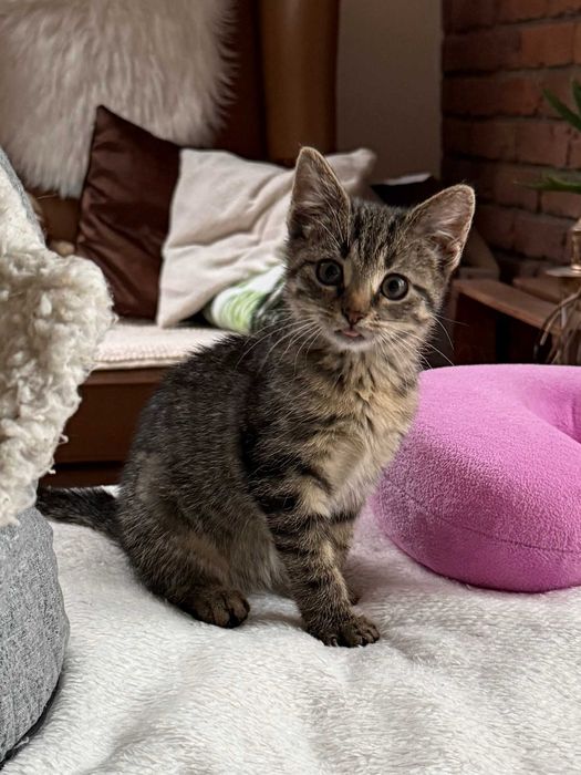 oddam kotka, kotek do adopcji