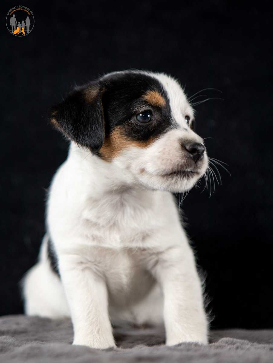 Jack Russell Terrier ZKwP FCI piesek rezerwacja