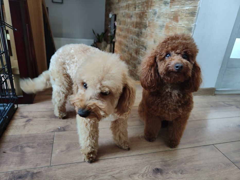 Pudel Toy reproduktor