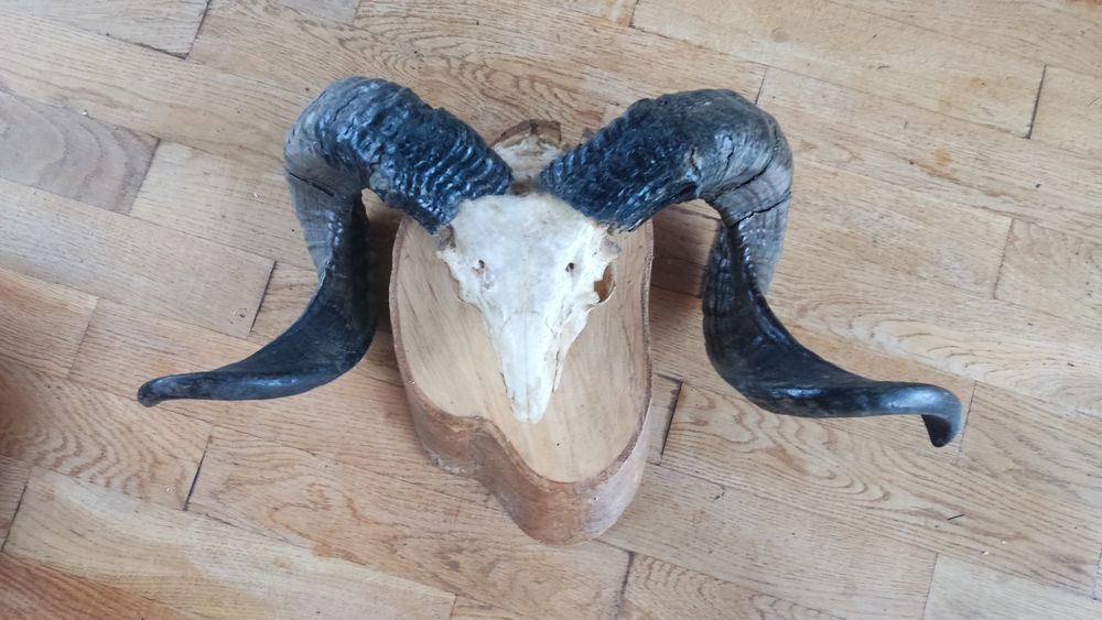 Роги тварин роги тварин роги тварин