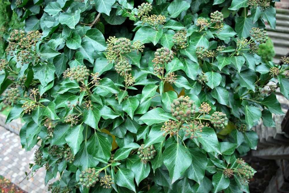 Bluszcz Pospolity - Hedera Helix 15-20cm