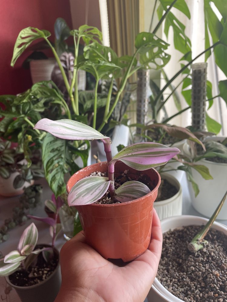 Tradescantia Nanouk