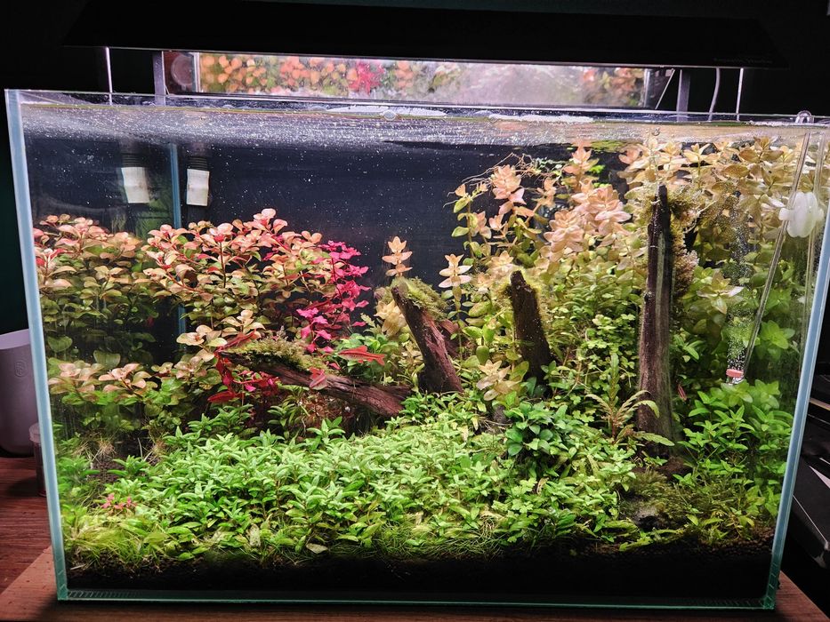 Akwarium roślinne