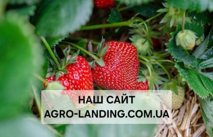 Саджанці копаної ремонтантної, літньої полуниці + Подарунок