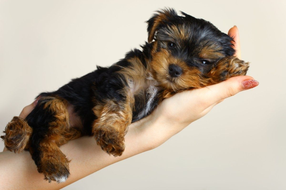 Yorkshire terrier MACHINHO